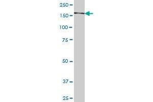 SNAPC4 monoclonal antibody (M04), clone 4G5 Western Blot analysis of SNAPC4 expression in HepG2 . (SNAPC4 antibody  (AA 53-162))