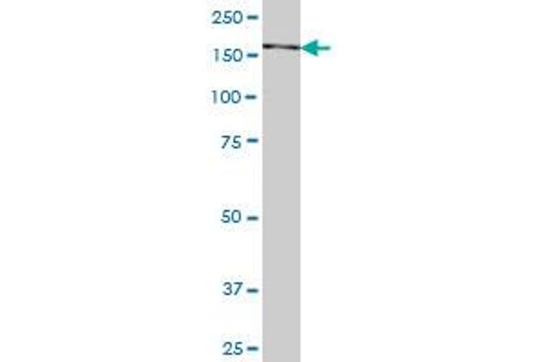 SNAPC4 antibody  (AA 53-162)