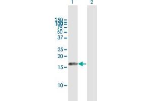 Western Blot analysis of AIF1L expression in transfected 293T cell line by AIF1L MaxPab polyclonal antibody. (AIF1L antibody  (AA 1-150))