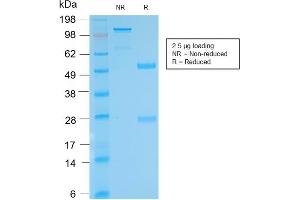 SDS-PAGE Analysis Purified anti-biotin Rabbit Recombinant Monoclonal antibody (BTN/2032R).