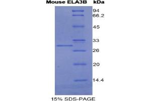 SDS-PAGE analysis of Mouse Elastase 3B Protein. (Elastase 3B Protein)
