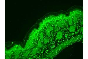 Immunohistochemistry analysis using Mouse Anti-CaV1. (CACNA1D antibody  (AA 859-875) (PE))