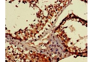 IHC image of ABIN7158870 diluted at 1:600 and staining in paraffin-embedded human testis tissue performed on a Leica BondTM system. (MAEA antibody  (AA 299-356))