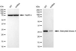 Western blotting analysis using Adenylate kinase 4 antibody (ABIN7797522).