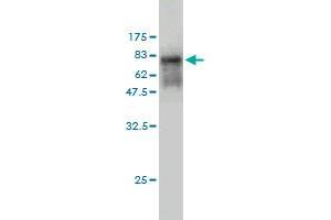 Western Blotting (WB) image for anti-Doublesex and Mab-3 Related Transcription Factor 1 (DMRT1) (AA 1-373) antibody (ABIN560626)