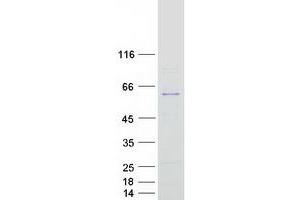 Validation with Western Blot (NMD3 Protein (Myc-DYKDDDDK Tag))
