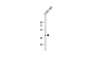 Anti-PNPLA5 Antibody (Center) at 1:2000 dilution + U-251 MG whole cell lysate Lysates/proteins at 20 μg per lane. (PNPLA5 antibody  (AA 138-168))