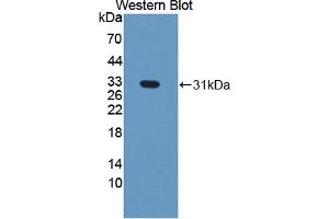 Figure. (EGF Like Domain Protein, Multiple 7 (AA 24-273) antibody)