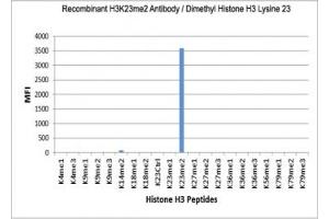 The recombinant H3K23me2 antibody specifically reacts to Histone H3 dimethylated at Lysine 23 (K23me2). (Recombinant Histone 3 antibody  (2meLys23))