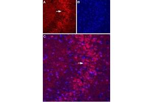 Expression of mGluR5 in rat hippocampus - Immunohistochemical staining of perfusion-fixed frozen rat hippocampus sections using Anti-mGluR5 (extracellular)-ATTO Fluor-594 Antibody (ABIN7043251), (1:50). (Metabotropic Glutamate Receptor 5 antibody  (Extracellular, N-Term) (Atto 594))