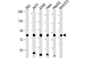 All lanes : Anti-RPS6KA3-p. (RPS6KA3 antibody  (Ser369))