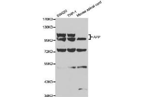 Western blot analysis of extracts of various cell lines, using APP antibody. (APP antibody)