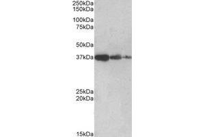 Image no. 1 for anti-Protein Phosphatase 2A Activator, Regulatory Subunit 4 (PPP2R4) (C-Term) antibody (ABIN452430) (PPP2R4 antibody  (C-Term))