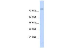 PLD2 antibody used at 5 ug/ml to detect target protein.