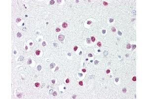 Anti-GATA4 antibody IHC of human brain, cortex. (GATA4 antibody  (AA 330-380))