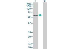 Western Blot analysis of GRB10 expression in transfected 293T cell line by GRB10 MaxPab polyclonal antibody. (GRB10 antibody  (AA 1-536))
