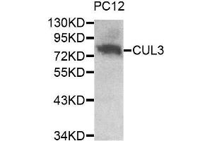 Western blot analysis of extracts of PC12 cell line, using CUL3 antibody. (Cullin 3 antibody  (AA 569-768))