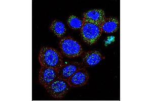 Confocal immunofluorescent analysis of GAL Antibody (C-term) (ABIN651932 and ABIN2840460) with 293 cell followed by Alexa Fluor 488-conjugated goat anti-rabbit lgG (green). (GAL antibody  (C-Term))