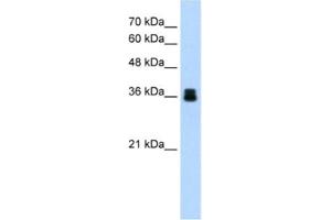 Western Blotting (WB) image for anti-Pirin (PIR) antibody (ABIN2460779) (Pirin antibody)
