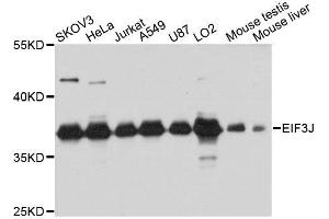 Western blot analysis of extracts of various cell lines, using EIF3J antibody. (EIF3S1 antibody  (AA 1-258))