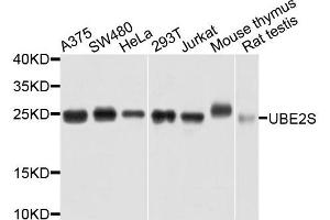 Western blot analysis of extracts of various cells, using UBE2S antibody. (UBE2S antibody)