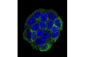 Confocal immunofluorescent analysis of SELV Antibody (C-term) (ABIN655287 and ABIN2844877) with Hela cell followed by Alexa Fluor 488-conjugated goat anti-rabbit lgG (green). (Selenoprotein V antibody  (C-Term))