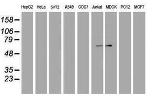 Image no. 2 for anti-F-Box Protein 31 (FBXO31) antibody (ABIN1498239) (FBXO31 antibody)