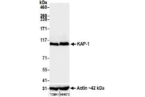 Western Blotting (WB) image for anti-Tripartite Motif Containing 28 (TRIM28) (Ser824) antibody (ABIN7454012)