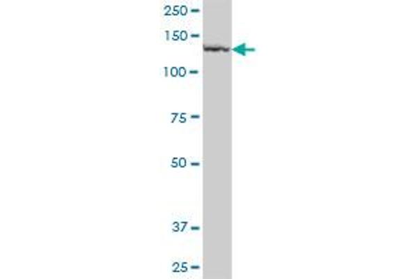 Phospholipase B antibody  (AA 1-488)