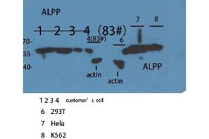 Western Blot (WB) analysis of sample using ALPP/ALPPL2 Polyclonal Antibody. (PLAP antibody  (N-Term))