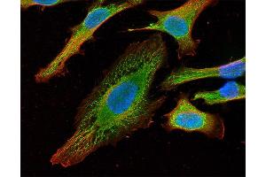 Indirect immunostaining of HELA cells with anti-syntaxin 18 (dilution 1 : 100; green) and anti-α-tubulin (cat. (Syntaxin 18 antibody  (AA 55-313))