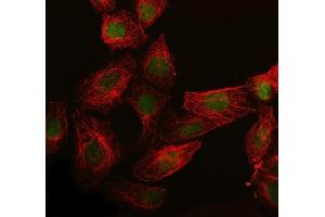 anti-Synapsin II (SYN2) (AA 497-582) antibody