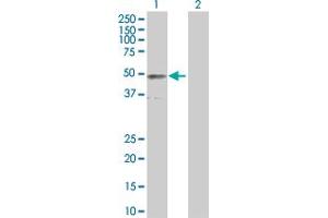 Western Blot analysis of IFNGR2 expression in transfected 293T cell line by IFNGR2 MaxPab polyclonal antibody. (IFNGR2 antibody  (AA 1-337))