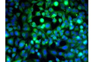 Immunofluorescence (Cultured Cells) (IF (cc)) image for anti-Cadherin 5 (CDH5) (AA 601-700) antibody (ABIN729343)