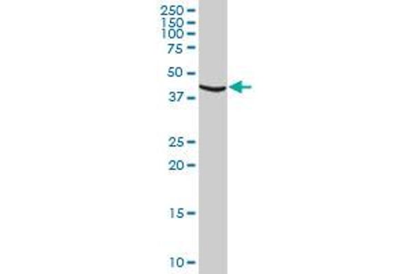 CCRK antibody  (AA 1-275)