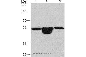 Western blot analysis of Hela cell,  mouse muscle and kidney tissue, using PLEKHO1 Polyclonal Antibody at dilution of 1:200 (PLEKHO1 antibody)