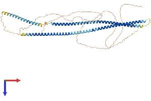 AlphaFold protein structure predicition of Mouse Recombinant Krt76 Protein, UniprotID Q3UV17 (Cytokeratin 2 Protein (AA 1-594) (His tag))