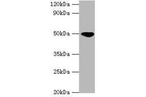 Western blot All lanes: IDH2 antibody at 5 μg/mL + Hela whole cell lysate Secondary Goat polyclonal to rabbit IgG at 1/10000 dilution Predicted band size: 51, 46 kDa Observed band size: 51 kDa (IDH2 antibody  (AA 193-452))