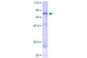 Synaptogyrin 3 Protein (SYNGR3) (AA 1-145) (GST tag)