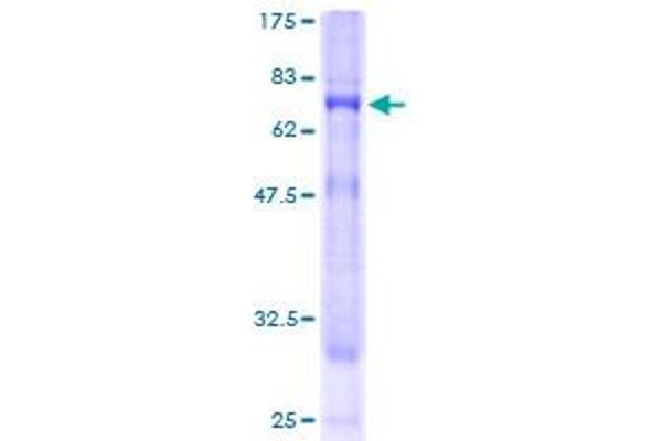 Synaptogyrin 3 Protein (SYNGR3) (AA 1-145) (GST tag)