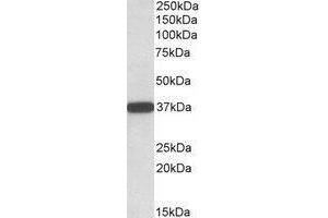 AP23662PU-N Cyb5r3 antibody staining of Human Umbilical Cord lysate at 0. (CYB5R3 antibody  (C-Term))