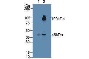 Figure. (FGFRL1 antibody  (AA 164-368))