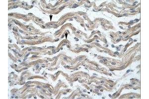 Image no. 1 for anti-Msh Homeobox 1 (MSX1) (AA 102-151) antibody (ABIN202185) (MSX1 antibody  (AA 102-151))