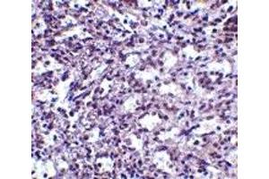 Immunohistochemistry (IHC) image for anti-Stromal Interaction Molecule 2 (Stim2) (C-Term) antibody (ABIN1030707) (Stim2 antibody  (C-Term))