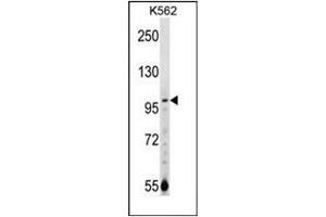 Western blot analysis of NARG1 Antibody (N-term) in K562 cell line lysates (35ug/lane). (NAA15 antibody  (N-Term))