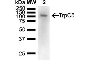 Western Blot analysis of Mouse brain showing detection of 110 kDa TrpC5 protein using Mouse Anti-TrpC5 Monoclonal Antibody, Clone N67/15 (ABIN2485377). (TRPC5 antibody  (AA 827-845) (APC))