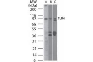 TLR4 Western Blot. (TLR4 antibody)