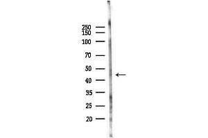 anti-GPI-anchor transamidase (GPI8) antibody