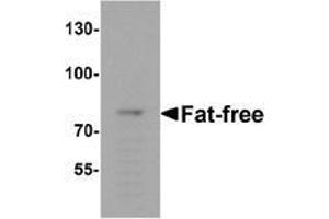 Western blot analysis of Fat-free in mouse brain tissue lysate with Fat-free Antibody  at 1 μg/ml.