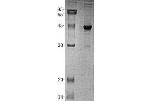 Validation with Western Blot (beta Actin Protein (His tag))